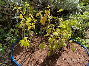 Bonsai boschetto acero