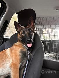 Cucciolo pastore belga malinois