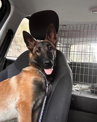 Cucciolo pastore belga malinois