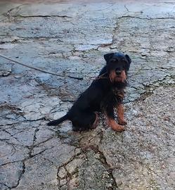 jagd terrier da lavoro 
