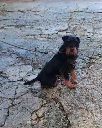 jagd terrier da lavoro 