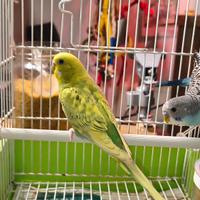 Animali
