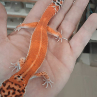 Geco leopardino