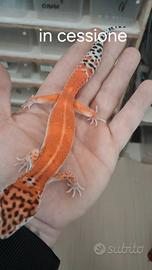 Geco leopardino