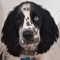 Cocker Spaniel Inglese da Monta