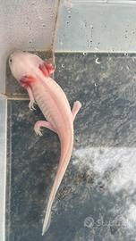 Axolotl