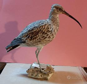 Chiurlo in scultura da collezione