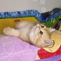 Cuccioli Scottish fold/ straight con pedigree