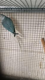 Parrocchetti del collare