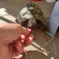 Tartaruga