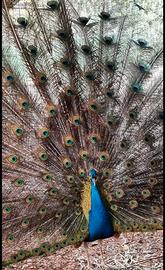 Coppia di pavone comune