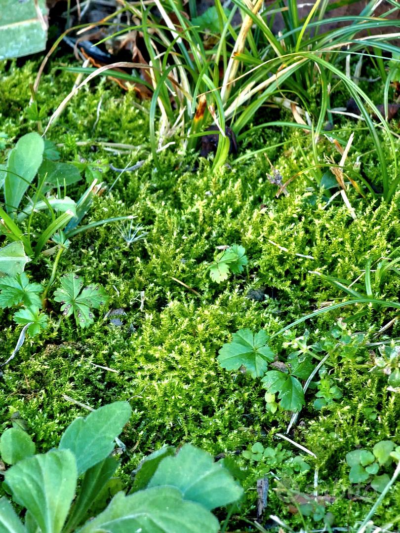 MUSCHIO VIVO PER PRESEPI E TERRARI-RIBASSATO- - Giardino e Fai da te In  vendita a Latina