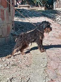 Jagd terrier