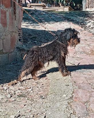 Jagd terrier