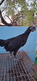 Vendita pulcinotti e galli Cemani