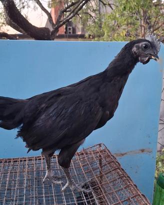 Vendita pulcinotti e galli Cemani