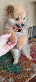 Spitz femmina di 3 mesi