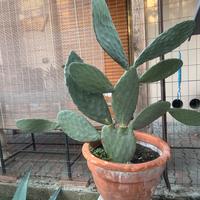 Pianta cactus opuntia