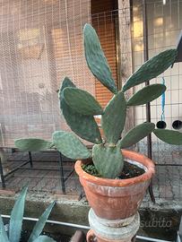 Pianta cactus opuntia