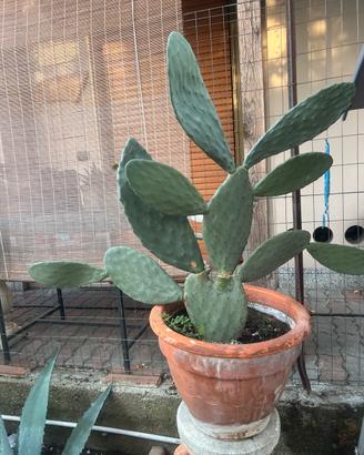 Pianta cactus opuntia