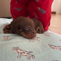 Bassotti nani kaninchen