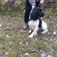 Springer spaniel pronta caccia