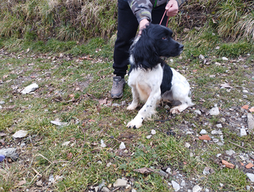 Springer spaniel pronta caccia