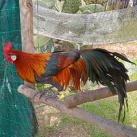 Galli Galline Pulcini phoenix onagadori in purezza