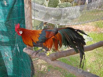 Galli Galline Pulcini phoenix onagadori in purezza