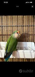 Pappagallo inseparabile MASCHIO