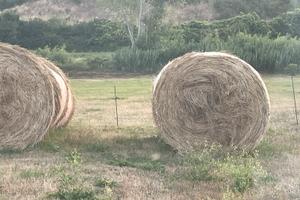 Balle di fieno