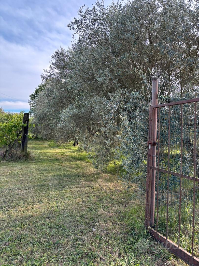 Fauglia (PI) terreno agricolo con annesso - Vista 3