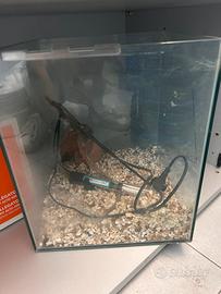 Acquario