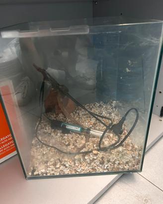 Acquario