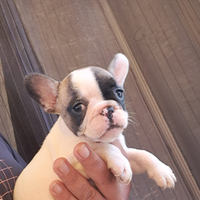 Cuccioli di bulldog francese