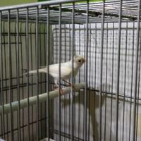 Canarino razza spagnola