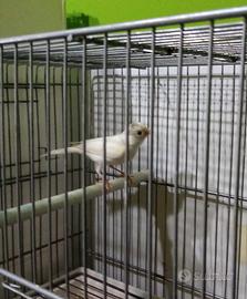 Canarino razza spagnola