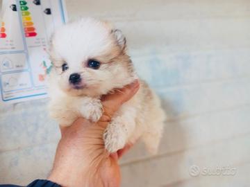 Spitz di Pomerania MINI TOY