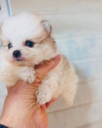 Spitz di Pomerania MINI TOY