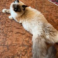 Cuccioli ragdoll