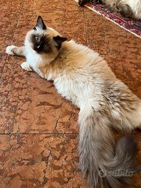 Cuccioli ragdoll