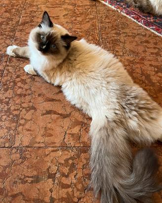 Cuccioli ragdoll