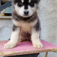 Alaskan Malamute