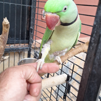Pappagallo grande alessandrino