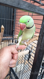 Pappagallo grande alessandrino
