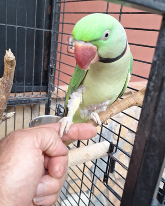 Pappagallo grande alessandrino
