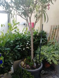 Pianta di oleandro in vaso grande