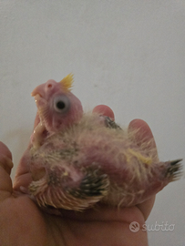 Pulli di calopsite, inseparabili cocorite