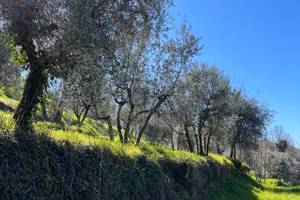 Uliveto in Gestione - Reggello