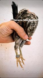 Super toy serama maxpassion